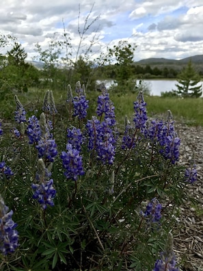 wild lupine near Dillon Reservoir