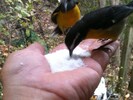 Tiny Banana Quits (Virgin Islands national bird) land in your hand for sugar!