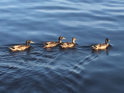 Walk to the Downtown Harbor District and scenic watefront