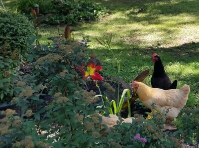 Pickett Cottage At Brierfield - Peace In The Country Near Gettysburg