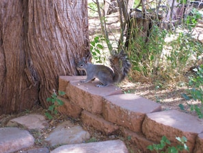 Morning guests