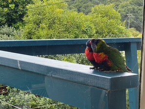 Native birds around the cottage