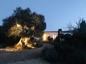 Front entrance with ancient olive tree