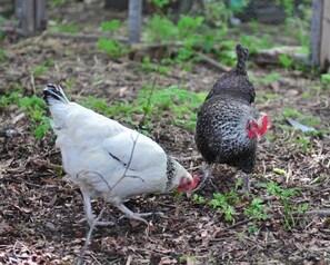 Chickens