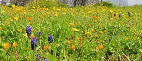 Jardines del alojamiento