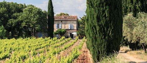 Arrivée au Mas par une majestueuse allée de cyprès