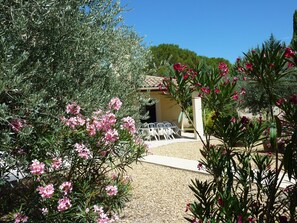 Maison au milieu des oliviers et lauriers