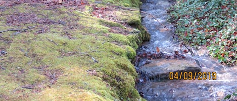 Graham's Run is a creek fed by springs around and behind Cozy Creek Cabin.