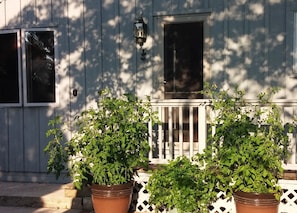 Ripe tomatoes and fresh herbs on the patio