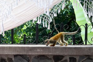 Titi monkey checking out the terrace