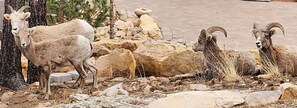 Neighborhood visitors - Big Horn Sheep
