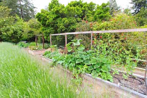 Huge garden full of vegetables, fruits, and herbs.