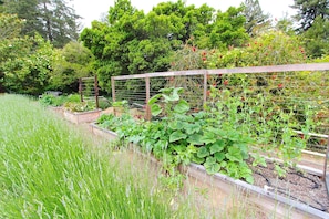 Huge garden full of vegetables, fruits, and herbs.