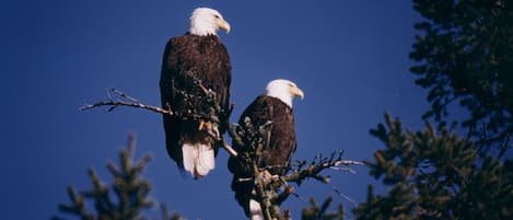 Bald Eagles are almost always sitting in the trees on our property!