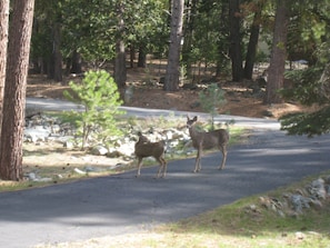 Bambi and her Mama coming for morning visit in the front yard.