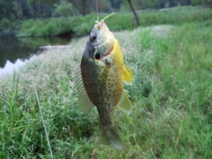 Bluegill, catfish, green and longear sunfish, walleye and other species