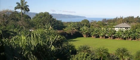 Garden view of yard, Mt. Kaala