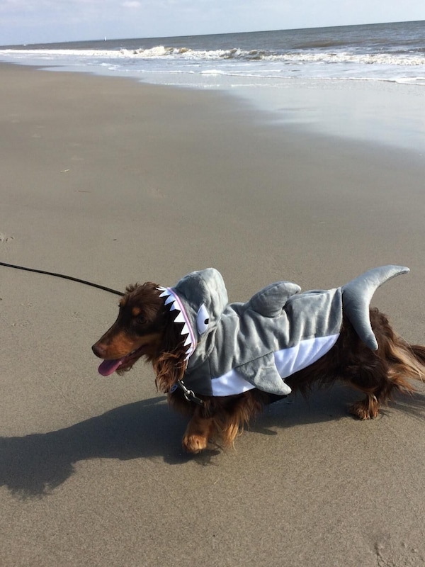 Beware of sharks on the beach!