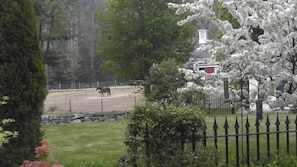 The beautiful grounds in Springtime when we had horses on property.