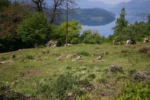 Ausblick aus dem Garten