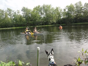 Dog watching from dock