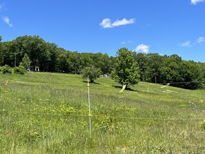 Summer view of Whitney Hill @Black Mt across the street from our house