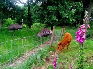 Animais da Quinta