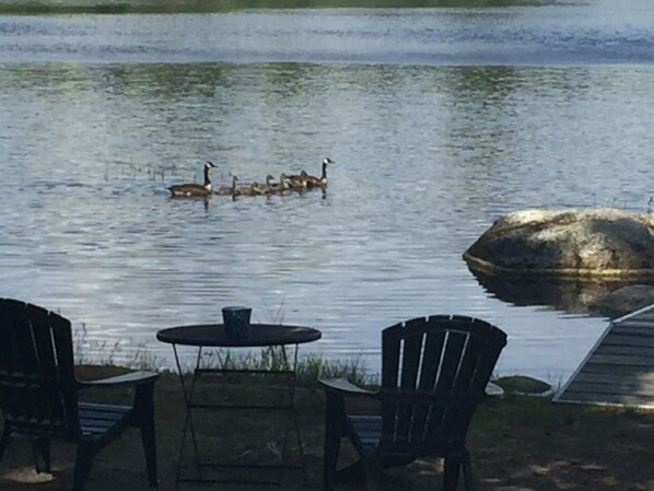 Enjoy wildlife!
