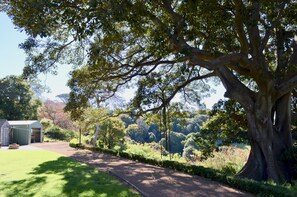 The region's largest fig tree graces our front garden. A botanical highlight!