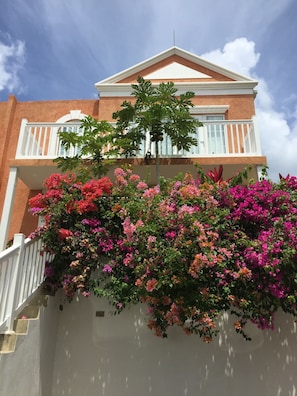 Cascading bougainvillea