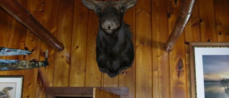 ' Elmer' Moose in residence.