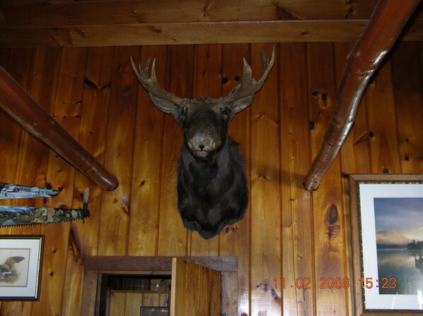 ' Elmer' Moose in residence.
