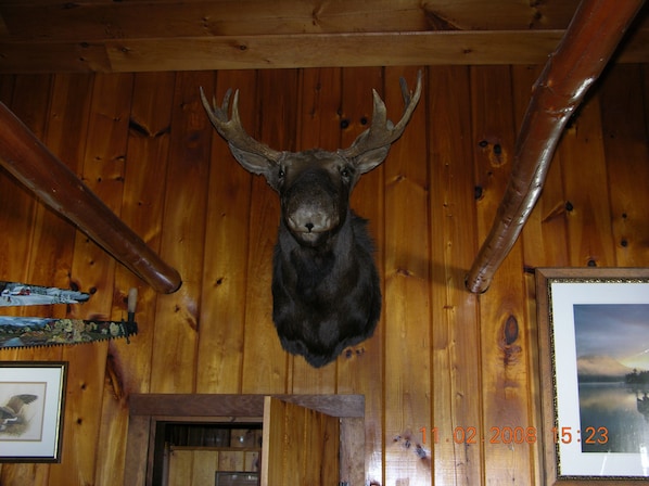 ' Elmer' Moose in residence.