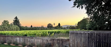 Fire-pit with vineyard views