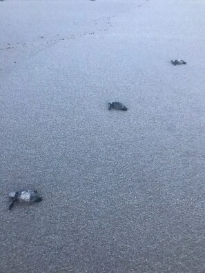 Pic taken by our guest Anna of baby turtles on our beach.
