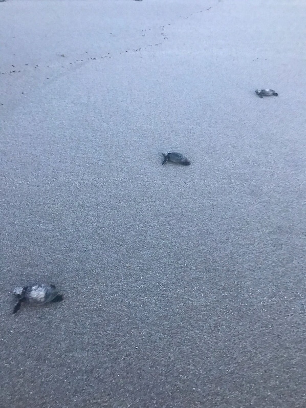 Pic taken by our guest Anna of baby turtles on our beach.
