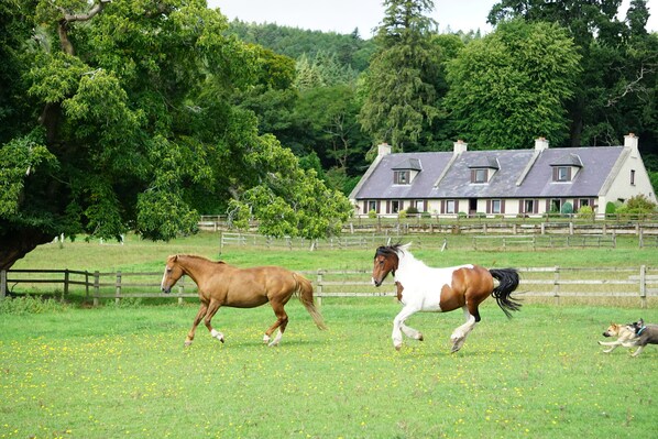 Longbarn in the garden of Ireland