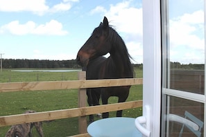 View from patio! Very friendly horse!