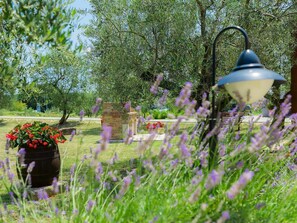 Lavande, Fleur, Jardin, Herbe, Lavande, Plante, Printemps, Famille Grass, Botanique, Anglais Lavande