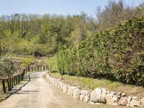 Arbre, Végétation, Paysage Naturel, Réserve Naturelle, Arbuste, Plante, Mur, Communauté Des Plantes, Botanique, Biome