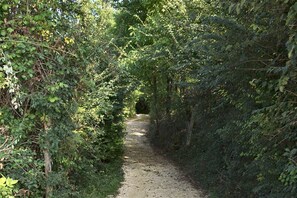 Driveway to the house