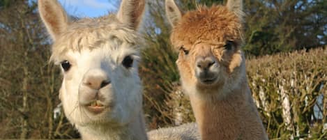 Meet Ziggy and Zahara two of our Alpacas who live next door to Robin cottage