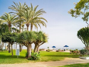 Baum, Palme, Vegetation, Arecales, Grün, Elaeis, Eigentum, Gehölz, Pflanze, Dattelpalme