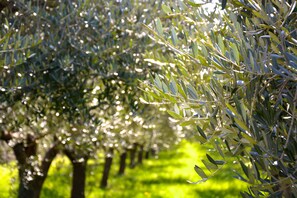 The olive grove