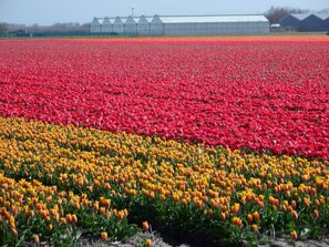 Frühling in Callantsoog