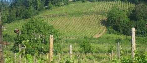 le château de Kintzheim ( volerie des aigles ) au printemps 