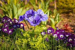 Spring wildflowers in the ancient Blue Ridge Mountains.