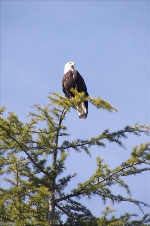 Our buddy who likes to preen for the camera and visits often!