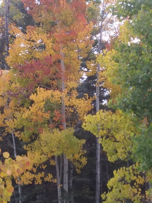 Spectacular fall colors at the lodge..late September and early October..