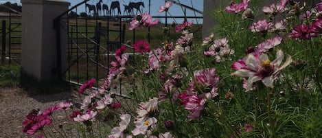 Gate to our farm